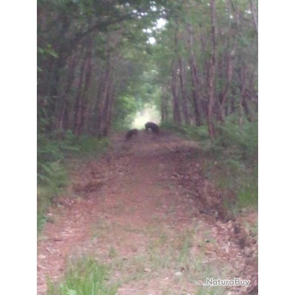 Action de chasse aux gros gibiers en foret de 600 ha amnage en charente  proche Dordogne 300