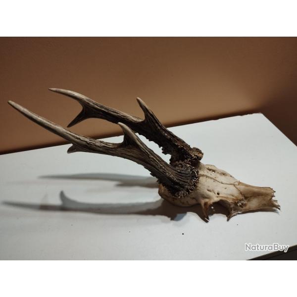 TROPHEE MASSACRE CHEVREUIL BROCARD 6 CORS MERRAINS 23/25CM LARGEUR 3CM GROSSES MEULES 16CM