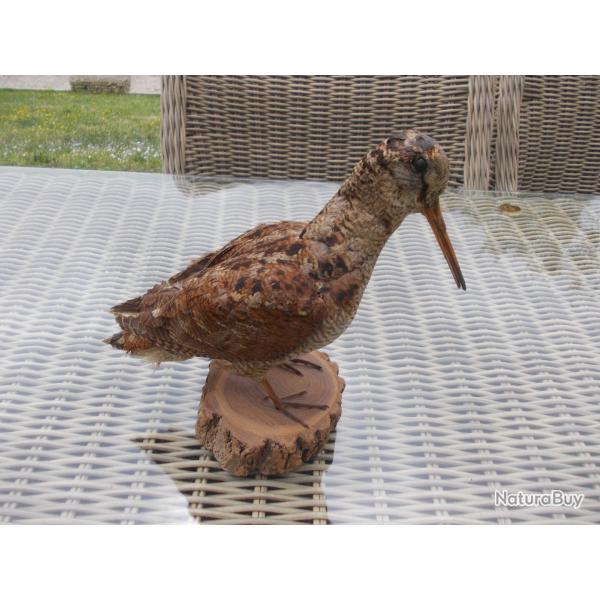 BECASSE DES BOIS