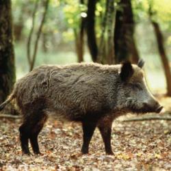 Recherche action de chasse gros gibiers