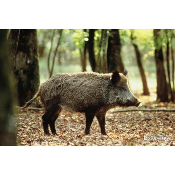 Recherche action de chasse gros gibiers