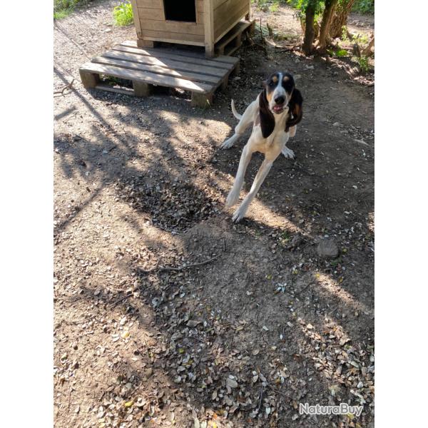 Chien courant suisse bernois