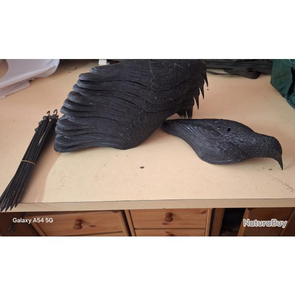 Firme coquille corbeau 11