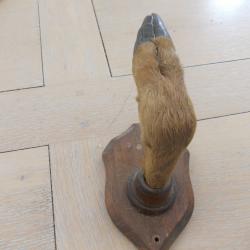 PATERE PATTE DE CHEVREUIL