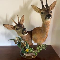 Taxidermiste collection privée ,Brocard accompagné de son page en piédestal