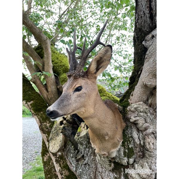 Taxidermiste, collection prive, tte de brocard