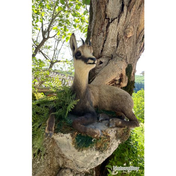 Taxidermiste collection prive,Chevreaux de chamois sur son rocher