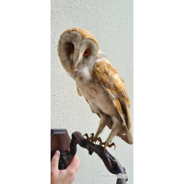 Chouette Effraie Taxidermie