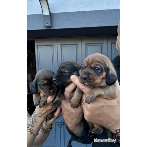 Chiots basset des Alpes