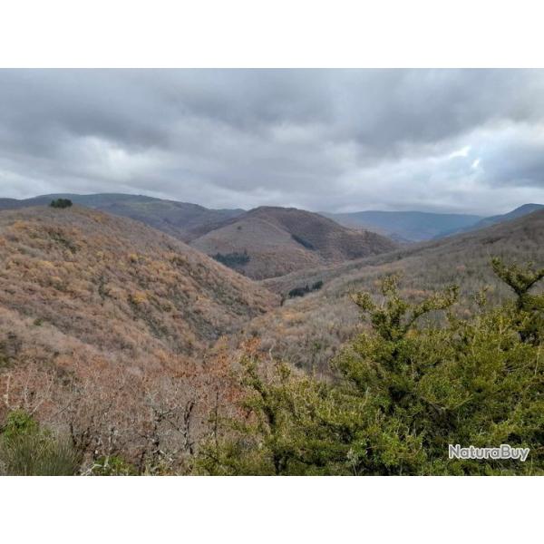 chasse grand gibier herault (34)