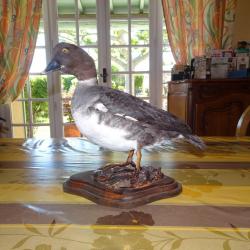 canard naturalisé