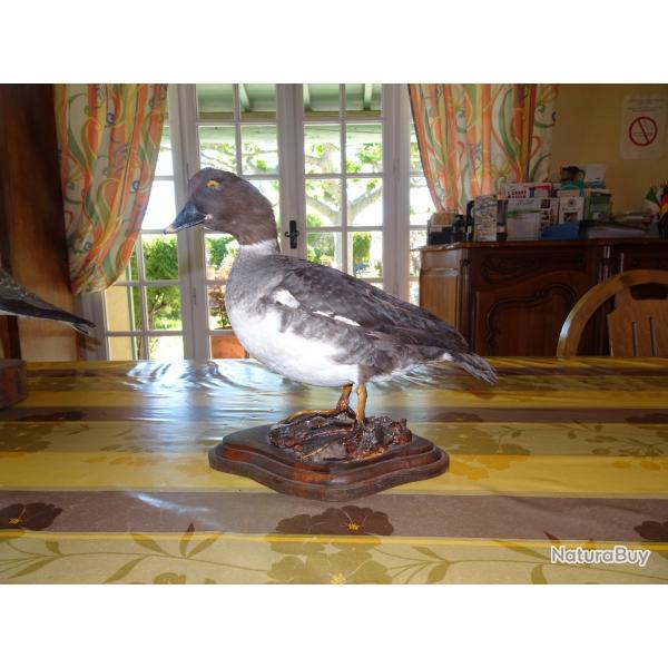 canard naturalis