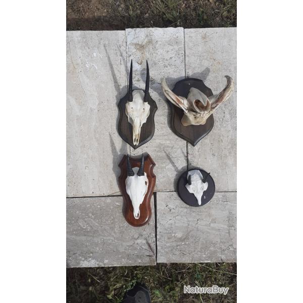 4 trophes africains  vendre, expdition offerte!