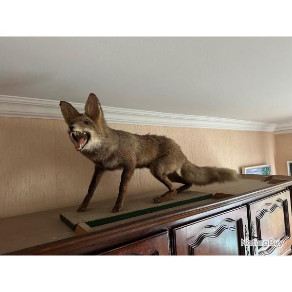 Renard empaill