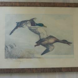 Superbe et authentique gravure à l'eau forte de Léon DANCHIN "couple de colverts en vol" n°479/500