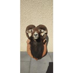 trophée nature