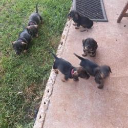 4 chiots mâles teckels