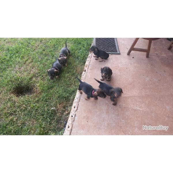 4 chiots mles teckels