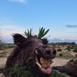 La chasse du sanglier en Tunisie avec l'association un monde de chasse