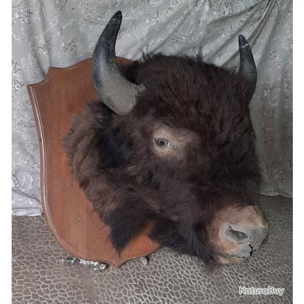 Tete de Bison mle de 6 ans ( taxidermie)
