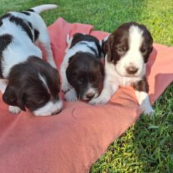 Chiots épagneul français LOF