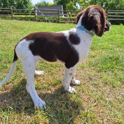 Chiots épagneul français LOF