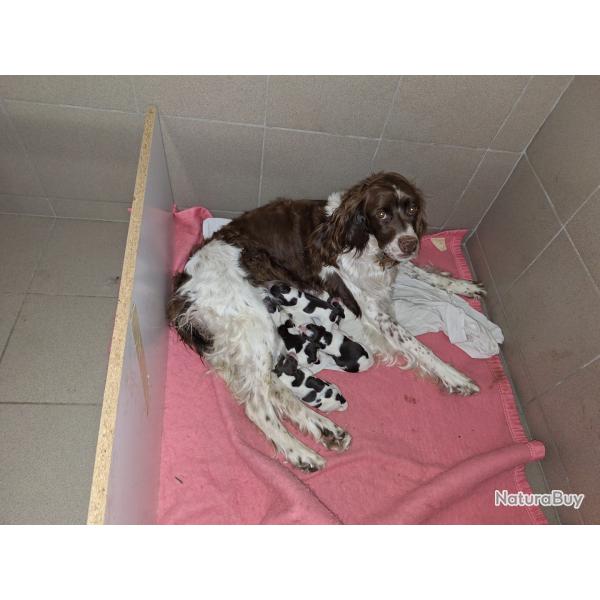 Chiots pagneul franais