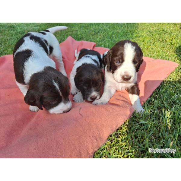 Chiots pagneul franais LOF
