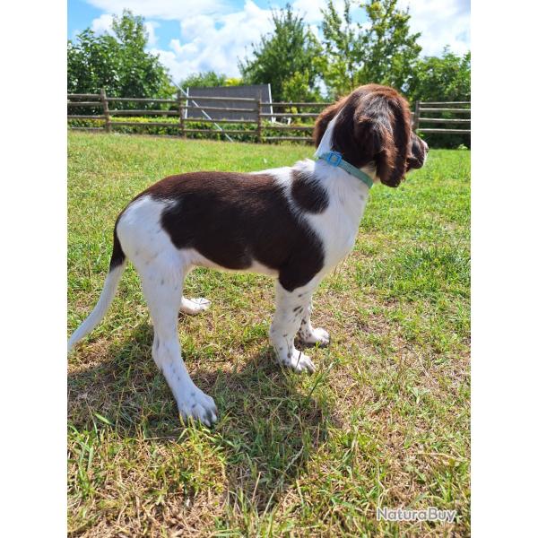 Chiots pagneul franais LOF