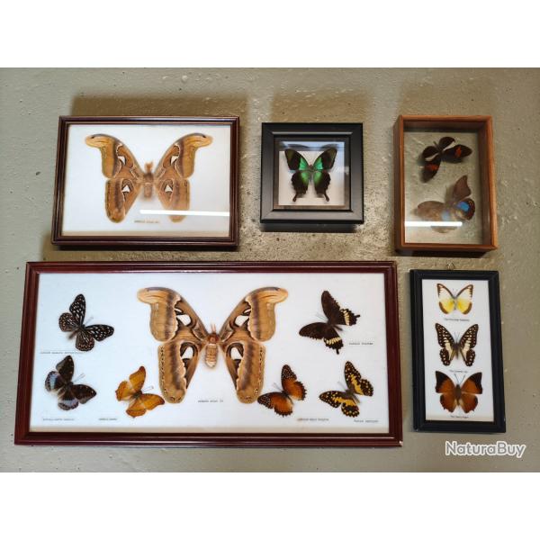 Lot de papillons