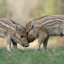 ACTION DE CHASSE TRAQUEUR(S)