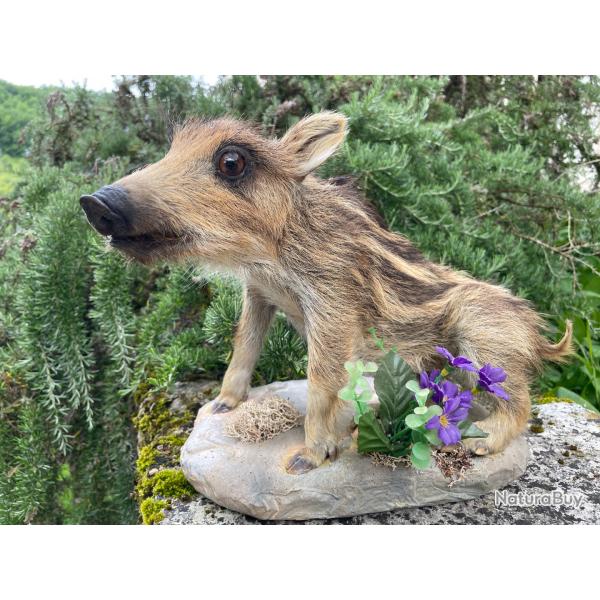 Taxidermiste - collection priv petit marcassin