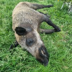 Sanglier naturalisé entier