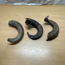 Trois anciennes cornes de bélier