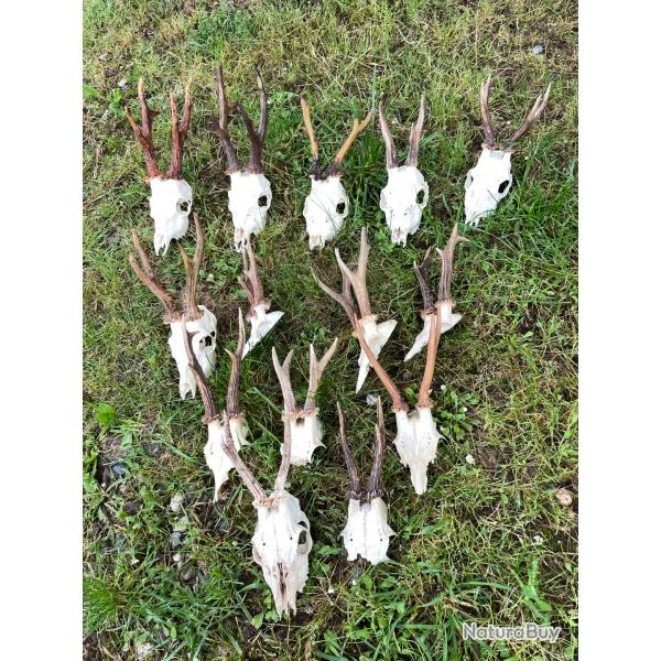 Lot de Massacre de brocard n2