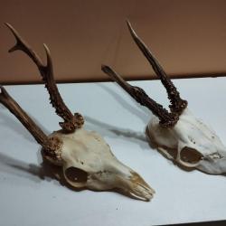 2 TROPHEE CHEVREUIL BROCARD PARTICULIER TAXIDERMIE CHASSE