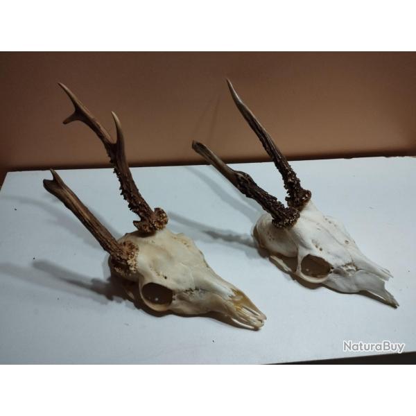 2 TROPHEE CHEVREUIL BROCARD PARTICULIER TAXIDERMIE CHASSE
