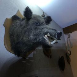 CHASSE DU LUNDI 1600Ha EN DOMANIALE DE DARNEY 88410
