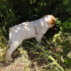 Vends épagneul breton