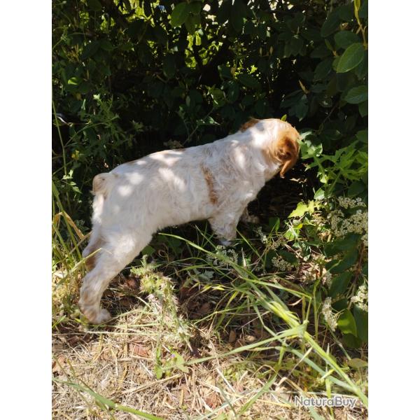 Vends pagneul breton