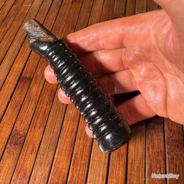 FUSE / POIGNE    SABRE / PE CORNE /3/