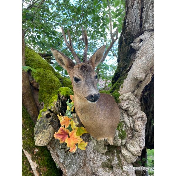 Taxidermiste collection prive