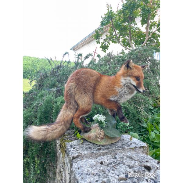 Taxidermiste, collection prive,Jolie petit renard avec dcor.