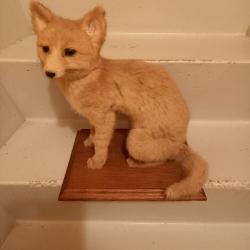 RENARD EMPAILLE