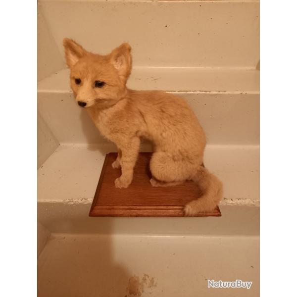 RENARD