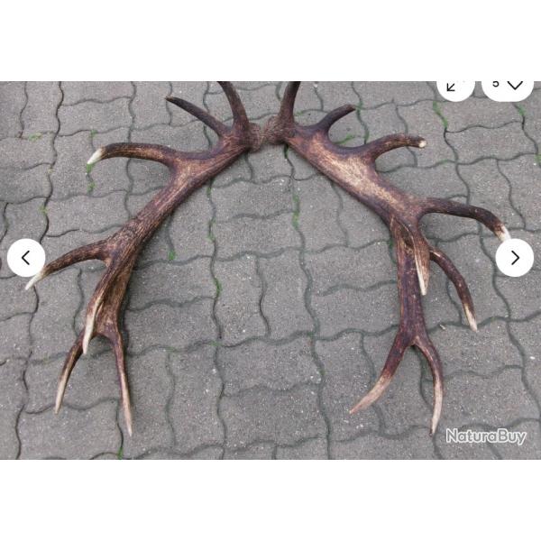 Impressionnante paire de mues de cerf 16 cors - 110 cms et 105 cms - 7600 grs