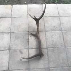 Corne de cerf