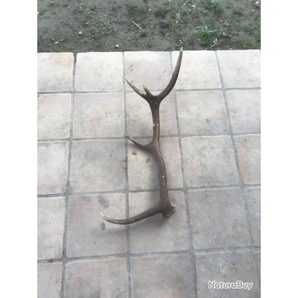 Corne de cerf