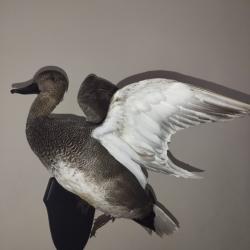 Canard naturalisé en vol