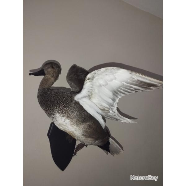 Canard naturalis en vol